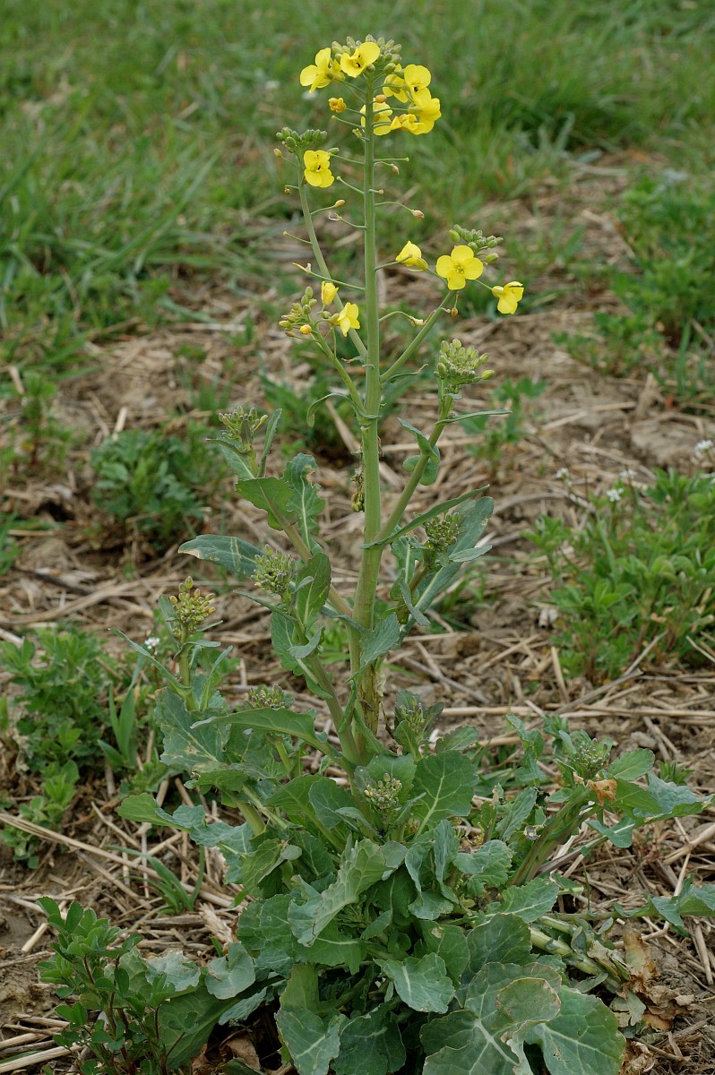 Brassica rapa, Wild Turnip
